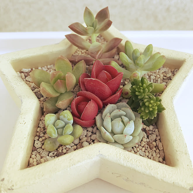 玄関 入り口 多肉植物ガーデン 多肉植物初心者 多肉植物のある暮らし 多肉植物寄せ植え などのインテリア実例 05 15 07 26 28 Roomclip ルームクリップ