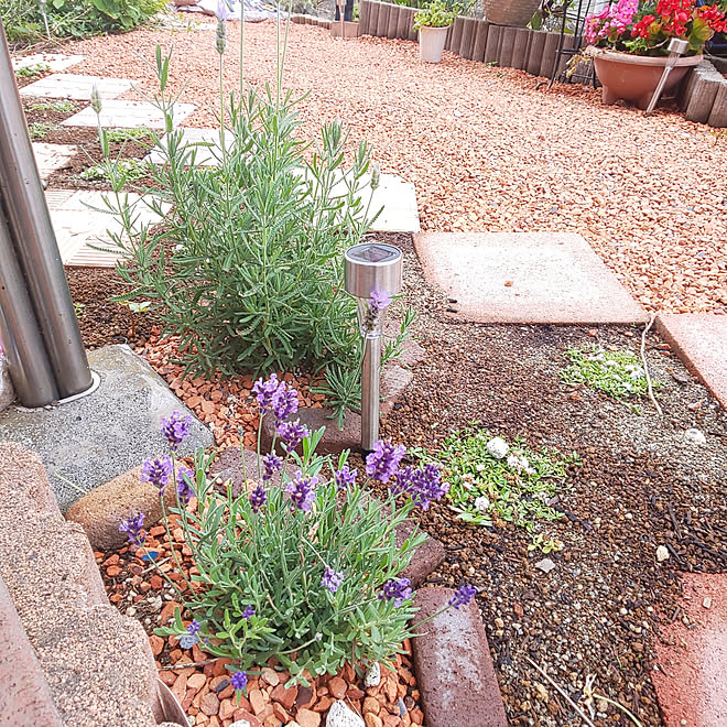 玄関 入り口 庭 ラベンダー かわらチップ 園芸 などのインテリア実例 06 19 11 46 49 Roomclip ルームクリップ