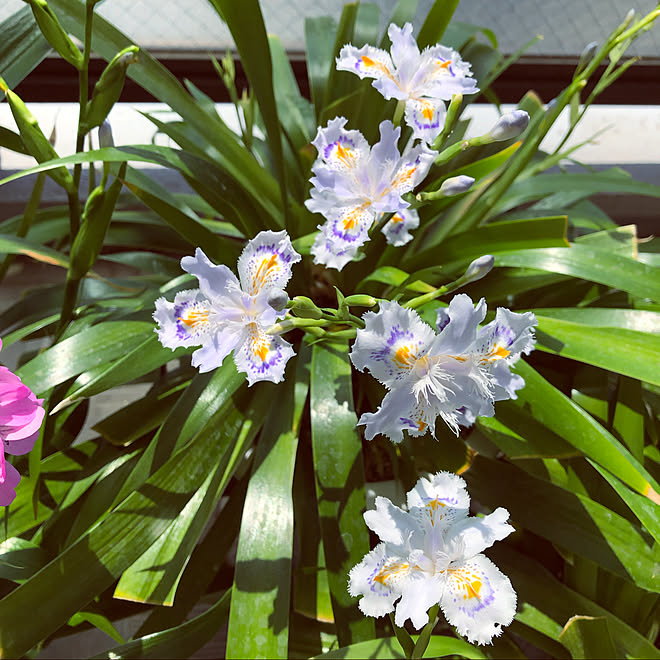 シャガの花 癒し 花のある暮らし Rcの出会いに感謝 マンション暮らし などのインテリア実例 22 04 09 18 37 55 Roomclip ルームクリップ