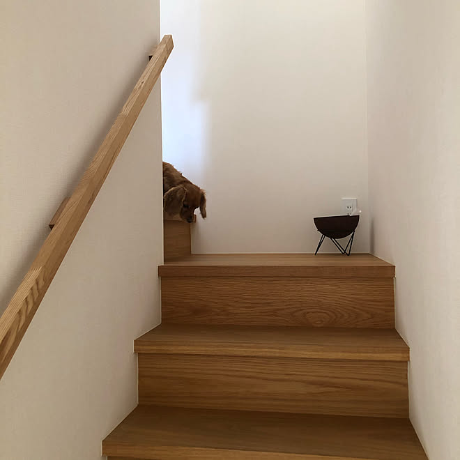 階段 犬との暮らし わんこと暮らす 玄関 入り口のインテリア実例 10 03 08 26 06 Roomclip ルームクリップ 階段 犬との暮らし わんこと暮らす 玄関 入り口のインテリア実例 10 03 08 26 06 Roomclip ルームクリップ