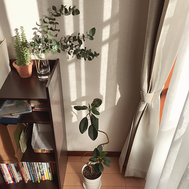 ニトリ 植物 棚