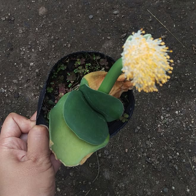 マユハケオモト 観葉植物 秀香縁 多肉販売 花 などのインテリア実例 16 11 06 17 39 38 Roomclip ルームクリップ マユハケオモト 観葉植物 秀香縁 多肉販売 花 などのインテリア実例 16 11 06 17 39 38 Roomclip ルームクリップ
