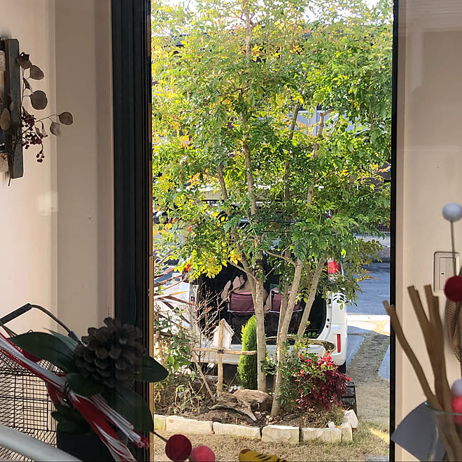 ごっこ遊び 旅支度 帰省 シマトネリコ 緑が好き などのインテリア実例 22 01 01 22 09 02 Roomclip ルームクリップ