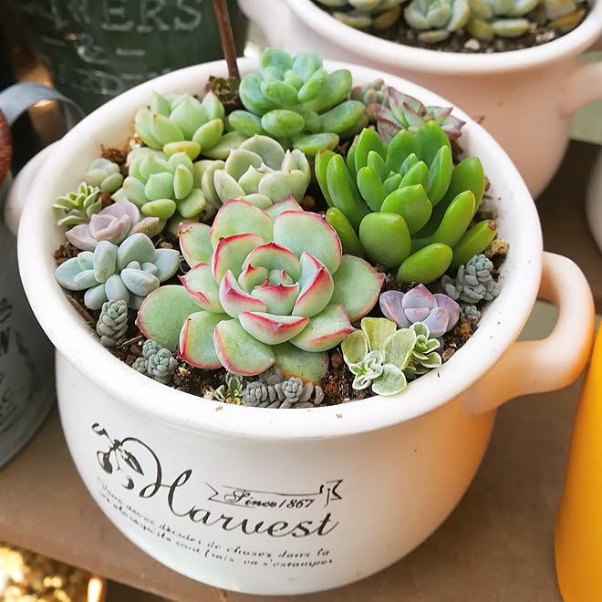 玄関 入り口 多肉植物 花うららのインテリア実例 18 05 15 11 26 51 Roomclip ルームクリップ