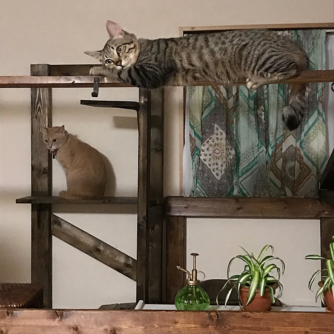 ねこのいる風景/オリズルラン/茶トラ/キジ猫/パーテェーションdiy 