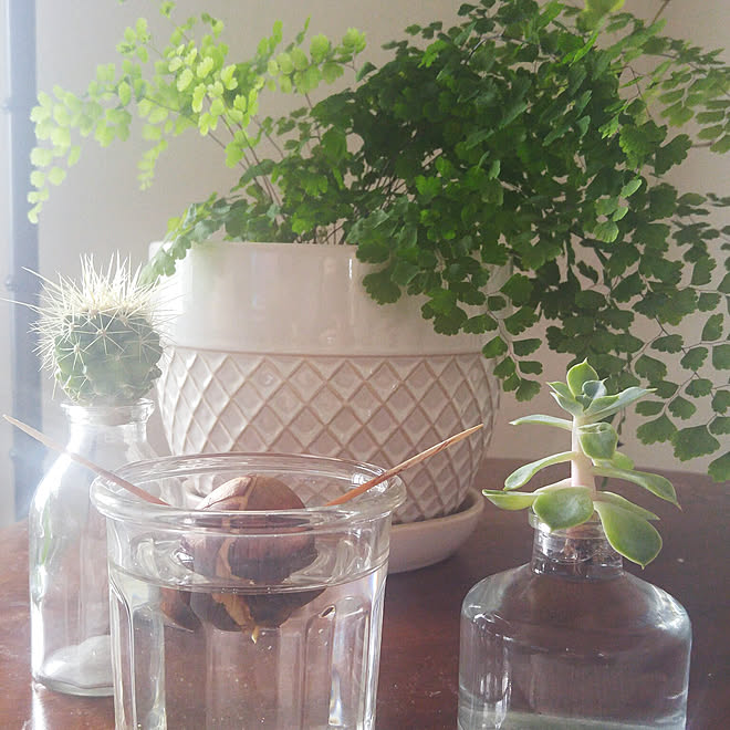 棚 観葉植物 アボカドの種 水耕栽培 サボテン などのインテリア実例 19 04 14 03 09 03 Roomclip ルームクリップ