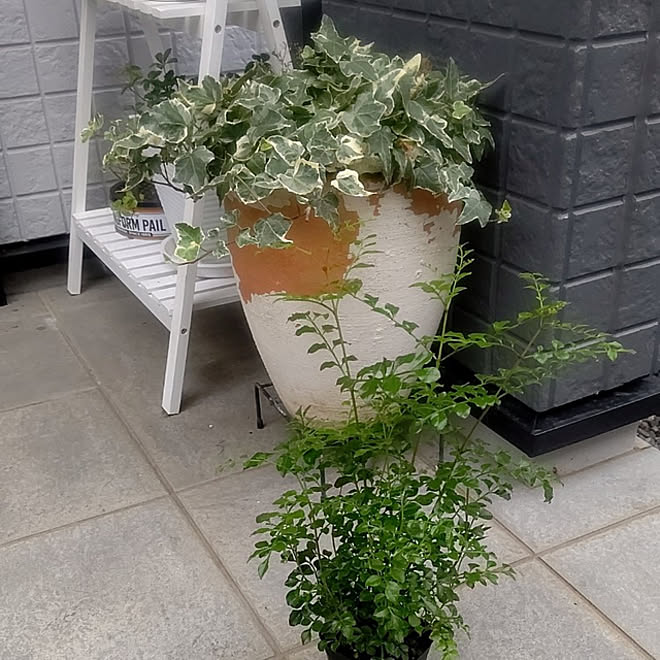 玄関 入り口 シマトネリコの木 鉢植え おうち時間 観葉植物のある暮らし などのインテリア実例 21 07 05 18 Roomclip ルームクリップ
