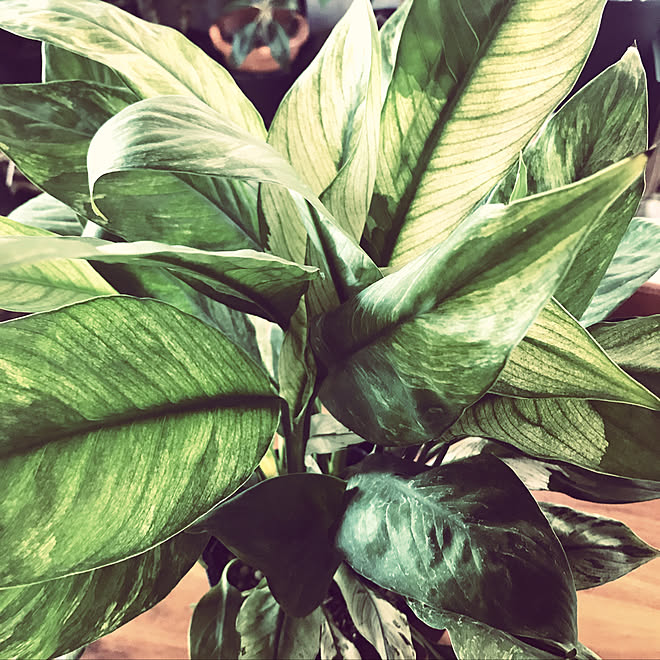 スパティフィラムセンセーション スパティフィラム 観葉植物のある部屋 北欧 植物と暮らす などのインテリア実例 12 28 16 40 27 Roomclip ルームクリップ スパティフィラムセンセーション スパティフィラム 観葉植物のある部屋 北欧 植物と暮らす などのインテリア実例 12 28 16 40 27 Roomclip ルームクリップ