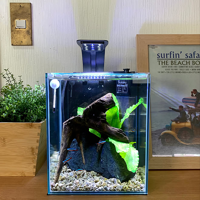 アクアリウム ビーチボーイズ Lpレコード カージナルテトラ 熱帯魚 などのインテリア実例 06 30 18 11 35 Roomclip ルームクリップ アクアリウム ビーチボーイズ Lpレコード カージナルテトラ 熱帯魚 などのインテリア実例 06 30 18 11 35 Roomclip ルームクリップ