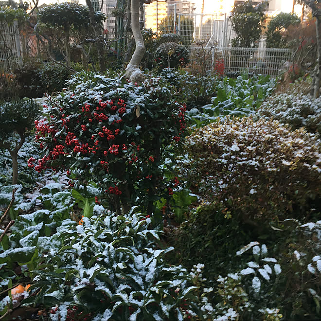 庭 観葉植物 玄関 入り口のインテリア実例 22 02 12 21 22 44 Roomclip ルームクリップ