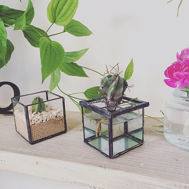 棚/漆喰塗り壁/自宅兼事務所/アルカイック建築アートデザイン事務所/観葉植物...などのインテリア実例 - 2016-03-19 13:11:19