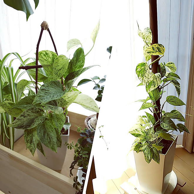 壁 天井 ポトス ポトスタワー 観葉植物いろいろ 観葉植物のある暮らし などのインテリア実例 21 02 21 19 09 09 Roomclip ルームクリップ
