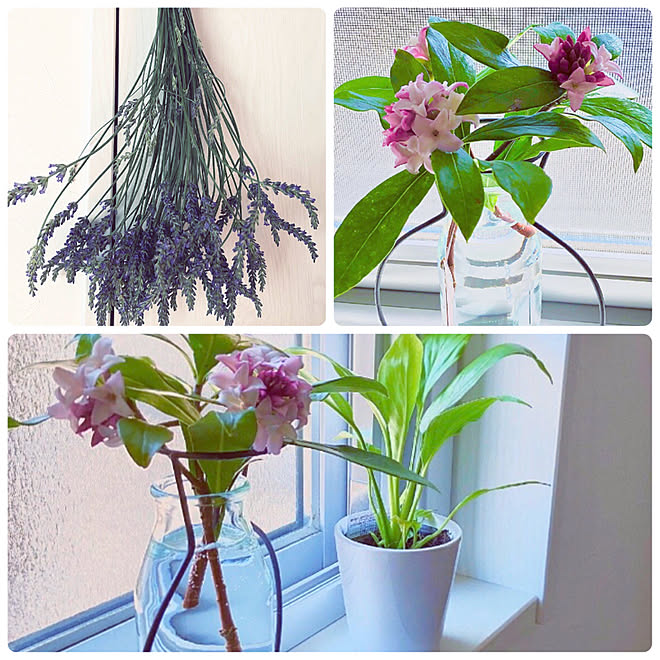 ラベンダードライ ズパティフィラム 沈丁花 芳香剤 消臭剤を使わない暮らし 壁 天井のインテリア実例 04 08 10 43 50 Roomclip ルームクリップ