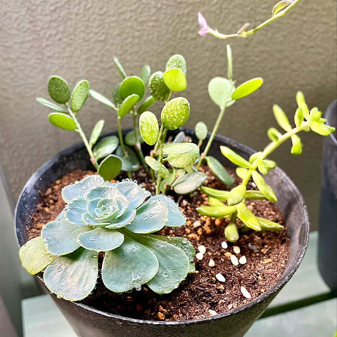 多肉植物のある暮らし 多肉植物寄せ植え 多肉植物 ハオルチア 銘月 などのインテリア実例 21 11 03 19 33 48 Roomclip ルームクリップ 多肉植物のある暮らし 多肉植物寄せ植え 多肉植物 ハオルチア 銘月 などのインテリア実例 21 11 03 19 33 48 Roomclip ルームクリップ