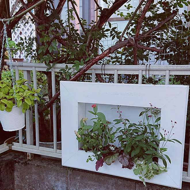 玄関 入り口 Rcの出会いに感謝 いいね コメント喜んでます プライスレスの額縁プランター 見て下さってありがとうございます のインテリア実例 22 08 19 22 00 32 Roomclip ルームクリップ