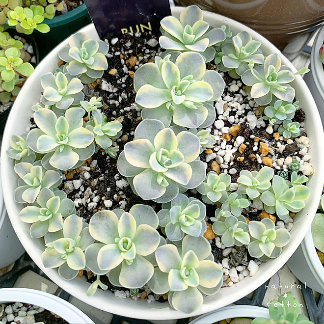 多肉植物が好き 子持ち蓮華錦 お花のある暮らし 季節を楽しむ暮らし 多肉植物 などのインテリア実例 21 03 31 09 39 56 Roomclip ルームクリップ