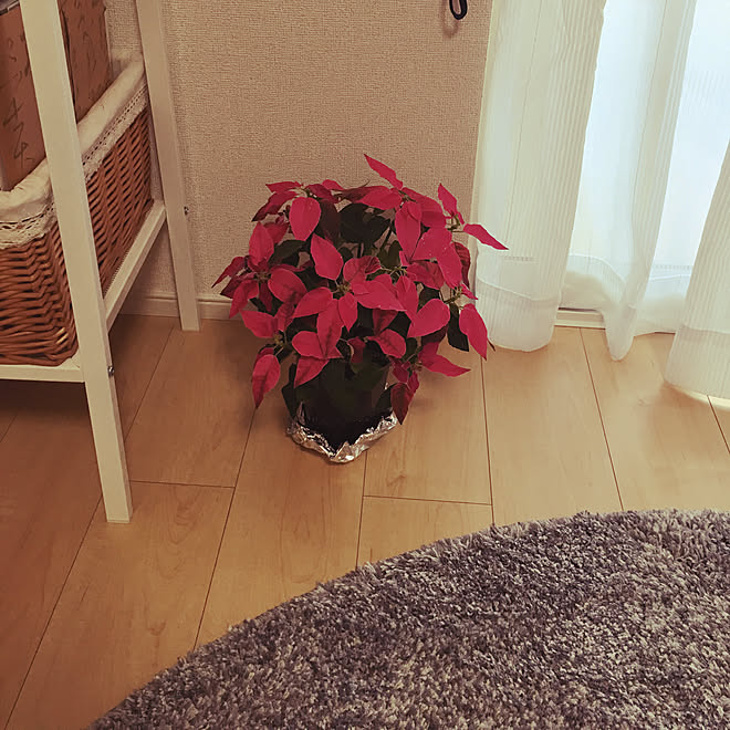 リビング ポインセチア 一人暮らし 大東建託 サンルームのインテリア実例 18 12 01 08 53 43 Roomclip ルーム クリップ