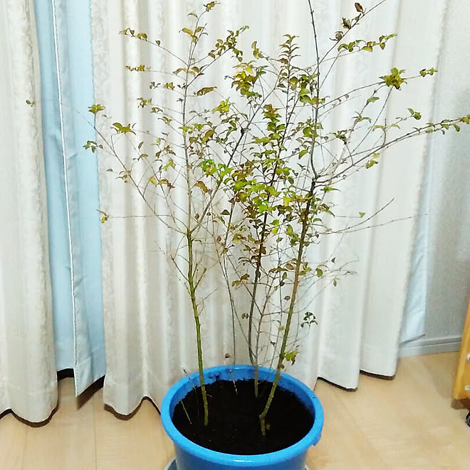 植栽 シマトネリコ 苗木 株立 寄せ植え などのインテリア実例 18 02 09 18 46 Roomclip ルームクリップ 植栽 シマトネリコ 苗木 株立 寄せ植え などのインテリア実例 18 02 09 18 46 Roomclip ルームクリップ