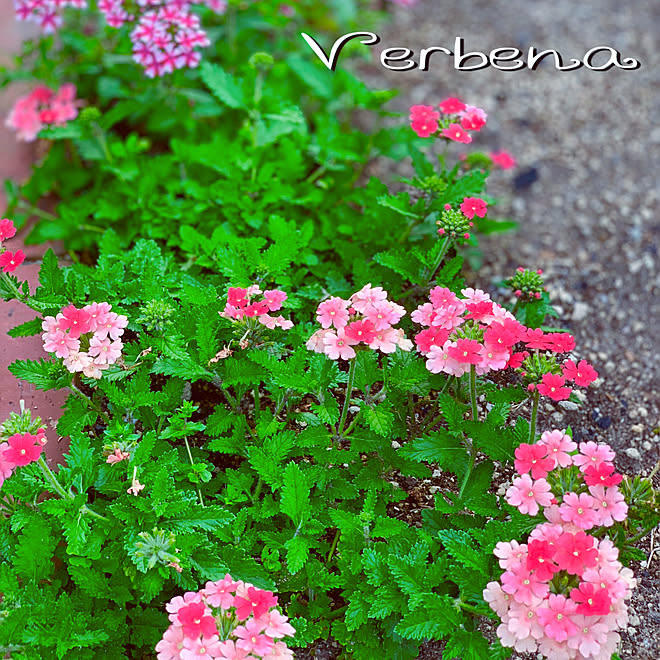 地植え バーベナ いつもいいねありがとうございます 花のある暮らし 花が好き などのインテリア実例 2020 05 29 22 25 45 Roomclip ルームクリップ