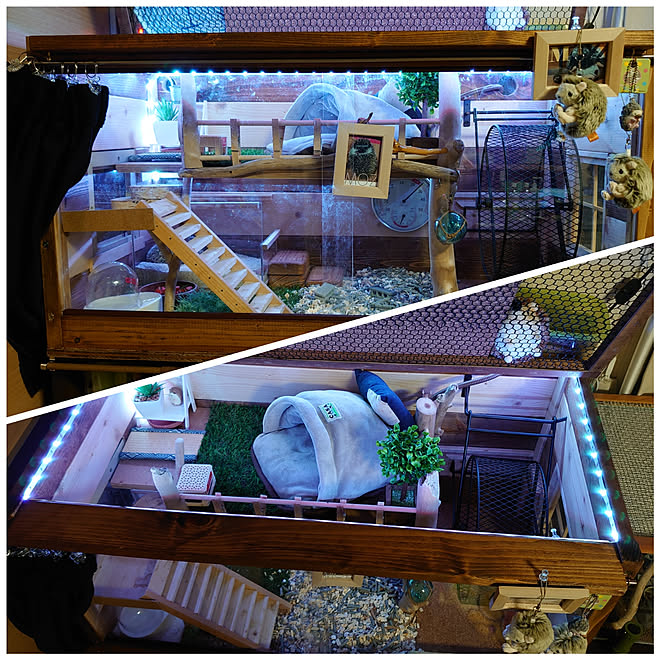 リビング Diy Diyer ハリネズミのいる生活 ハリネズミハウス などのインテリア実例 10 17 21 49 19 Roomclip ルームクリップ