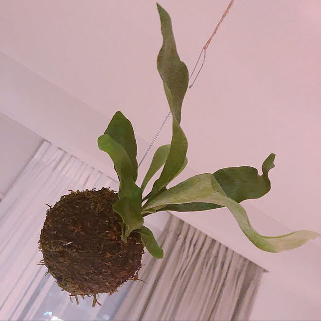 吊るす植物 コウモリラン苔玉 コウモリラン ナチュラル 壁 天井のインテリア実例 19 06 15 09 38 30 Roomclip ルームクリップ 吊るす植物 コウモリラン苔玉 コウモリラン ナチュラル 壁 天井のインテリア実例 19 06 15 09 38 30 Roomclip ルームクリップ