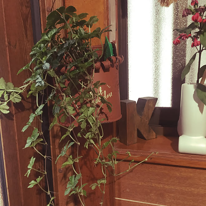 シュガーバイン Botanice 植物のある暮らし コバエ対策 多肉植物 などのインテリア実例 21 05 19 18 47 21 Roomclip ルームクリップ