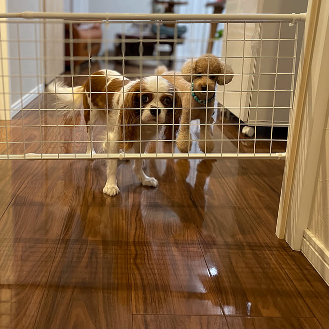 リビングの出入り口 マンション ワイヤーネット 犬のいる暮らし 多頭飼い などのインテリア実例 21 09 30 16 00 54 Roomclip ルームクリップ リビングの出入り口 マンション ワイヤーネット 犬のいる暮らし 多頭飼い などのインテリア実例 21 09 30 16 00 54 Roomclip ルームクリップ