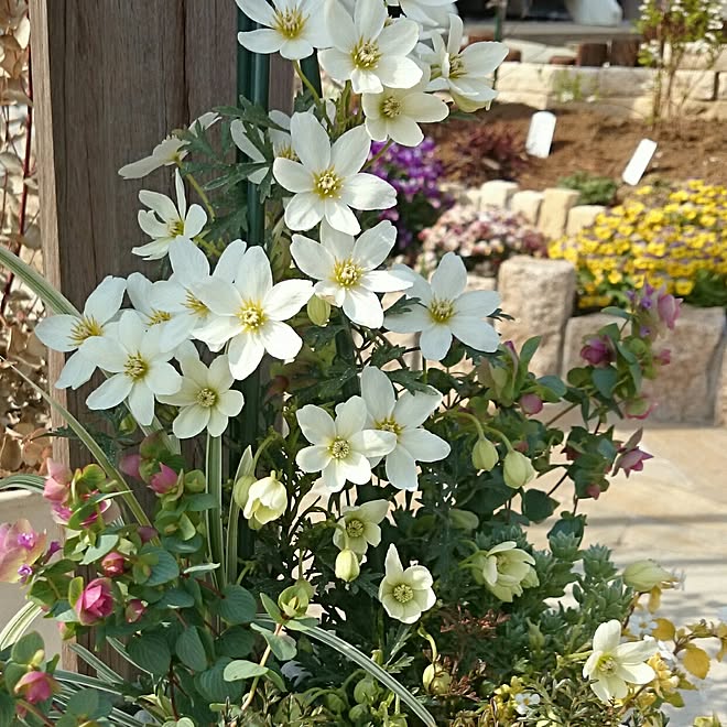 玄関 入り口 花のある暮らし 花壇 手作りの庭 スウェーデンハウス などのインテリア実例 17 03 31 13 30 24 Roomclip ルームクリップ 玄関 入り口 花のある暮らし 花壇 手作りの庭 スウェーデンハウス などのインテリア実例 17 03 31 13 30 24 Roomclip ルームクリップ