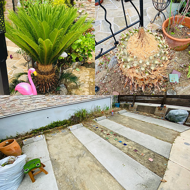 蘇鉄剪定 ソテツ 駐車場diy ハワイアン リゾート などのインテリア実例 05 10 08 01 05 Roomclip ルームクリップ