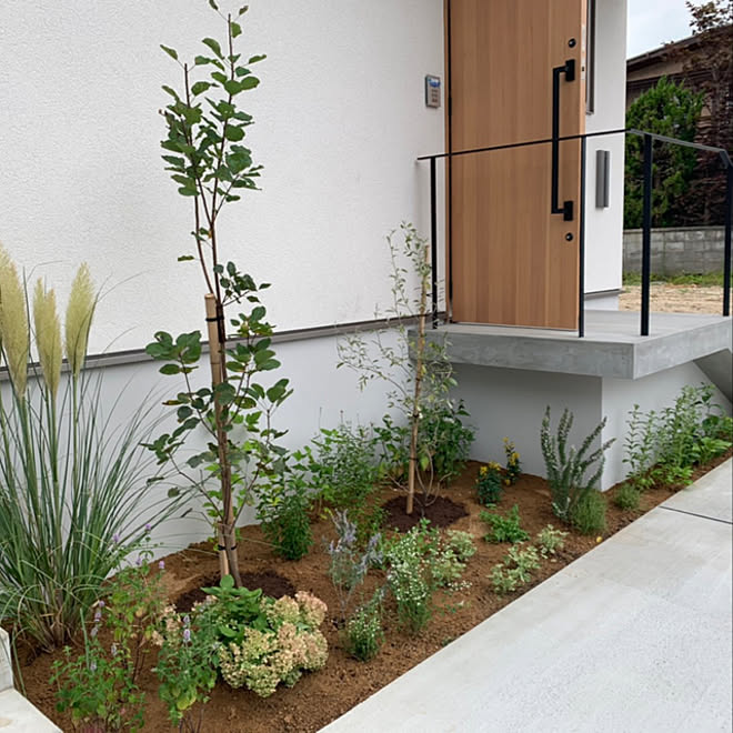 花のある暮らし 造作ドア 玄関ポーチ モルタル仕上げ シンボルツリー などのインテリア実例 09 08 15 00 Roomclip ルームクリップ