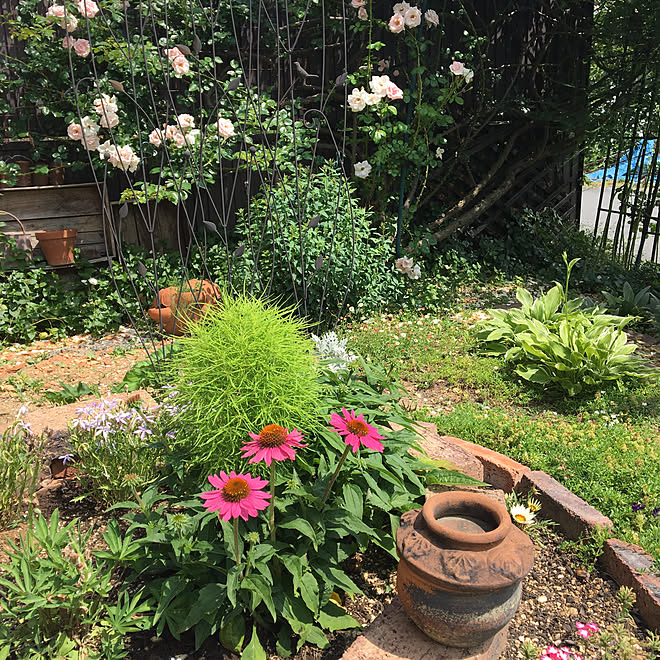 花壇 コキア エキナセア 庭 ガーデニング などのインテリア実例 19 06 04 13 55 05 Roomclip ルームクリップ