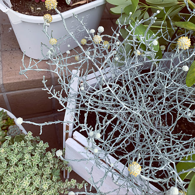 プラチーナの花 多肉植物 ホワイトインテリア 花のある暮らし ガーデニング などのインテリア実例 06 09 09 06 02 Roomclip ルームクリップ