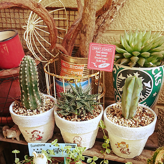 玄関 入り口 これさえあれば わたしの部屋 植物 サボテン アロエ などのインテリア実例 18 07 11 08 30 50 Roomclip ルームクリップ