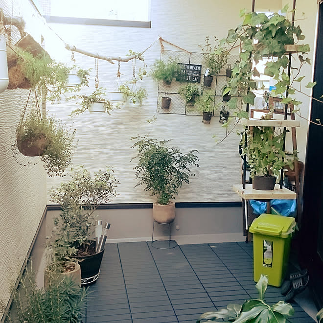 壁 天井 観葉植物 ベランダガーデン ベランダガーデニング ジャングル化計画のインテリア実例 18 12 13 23 27 22 Roomclip ルームクリップ
