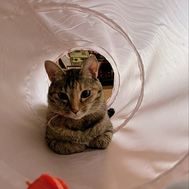 考え中 猫のいる暮らし キジトラ 麦わら猫 今日のねこ などのインテリア実例 22 08 04 22 12 14 Roomclip ルームクリップ