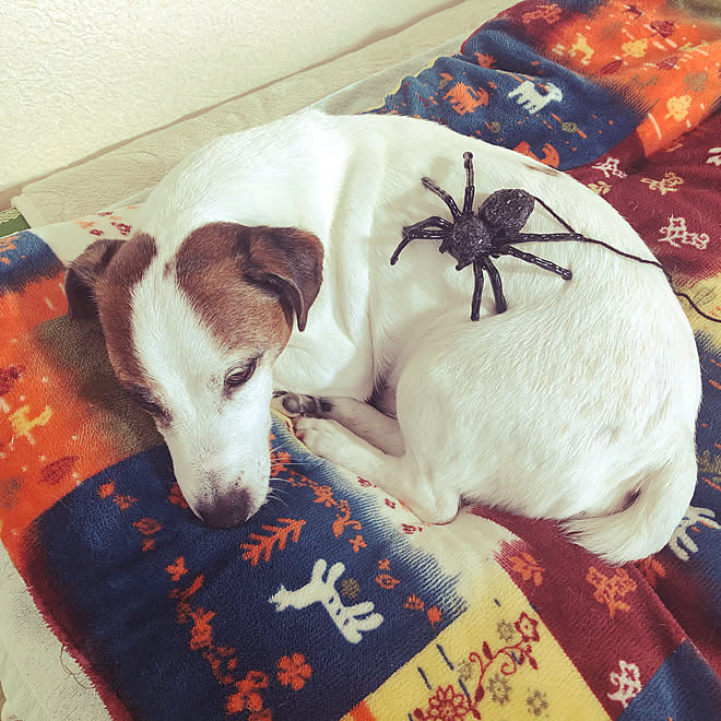 ハロウィン ハロウィンディスプレイ ハロウィンパーティー クモ 犬と暮らす家 などのインテリア実例 10 27 09 22 52 Roomclip ルームクリップ