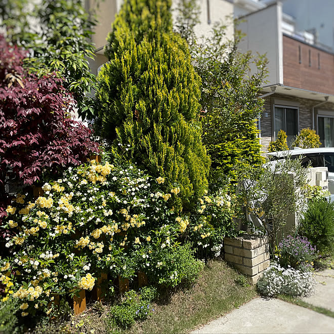 芝生 八重咲き コデマリ 花 庭 モッコウバラ などのインテリア実例 21 04 22 10 23 43 Roomclip ルームクリップ