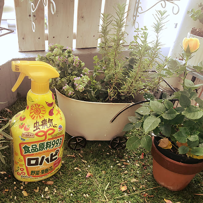 すのこリメイク Salut オレガノケントビューティー ベランダガーデン ロハピ などのインテリア実例 21 04 28 23 34 45 Roomclip ルームクリップ