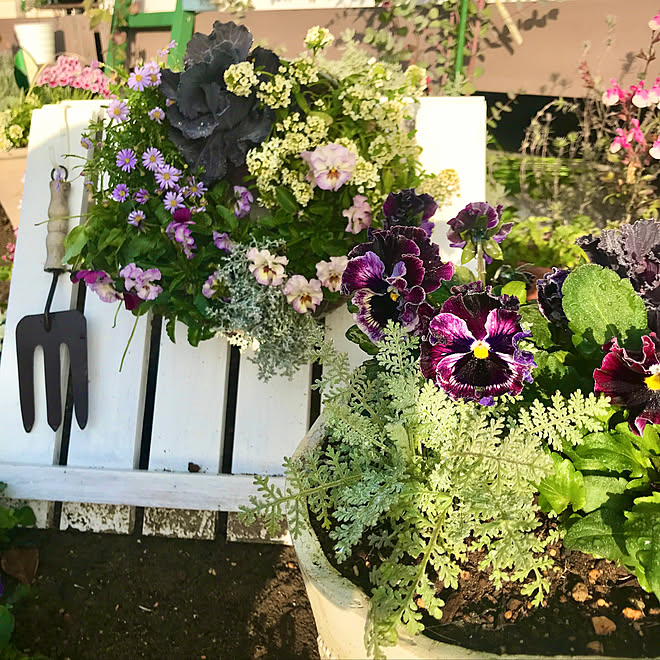 雨上がりの庭 リース型 寄せ植え パンジーとビオラ お庭のある暮らし ガーデニング などのインテリア実例 21 12 15 09 35 12 Roomclip ルームクリップ
