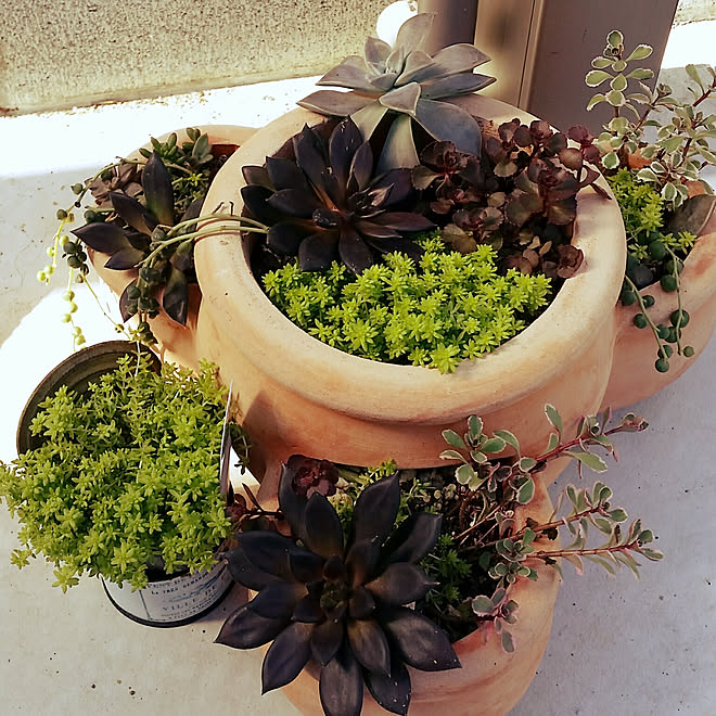 玄関 入り口 多肉寄せ植え セダム寄せ植え 黒助 ストロベリーポット などのインテリア実例 17 10 04 10 41 25 Roomclip ルームクリップ 玄関 入り口 多肉寄せ植え セダム寄せ植え 黒助 ストロベリーポット などのインテリア実例 17 10 04 10 41 25 Roomclip ルームクリップ