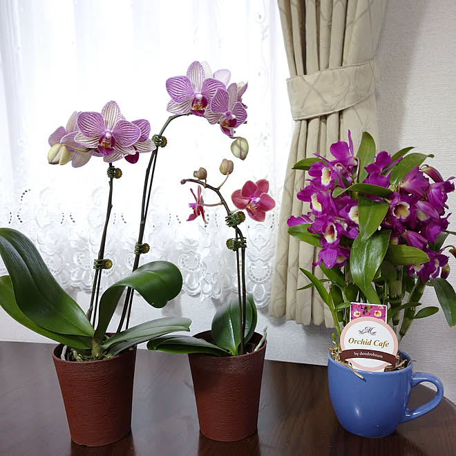 驚くばかり蘭 デンドロビウム 最高の花の画像