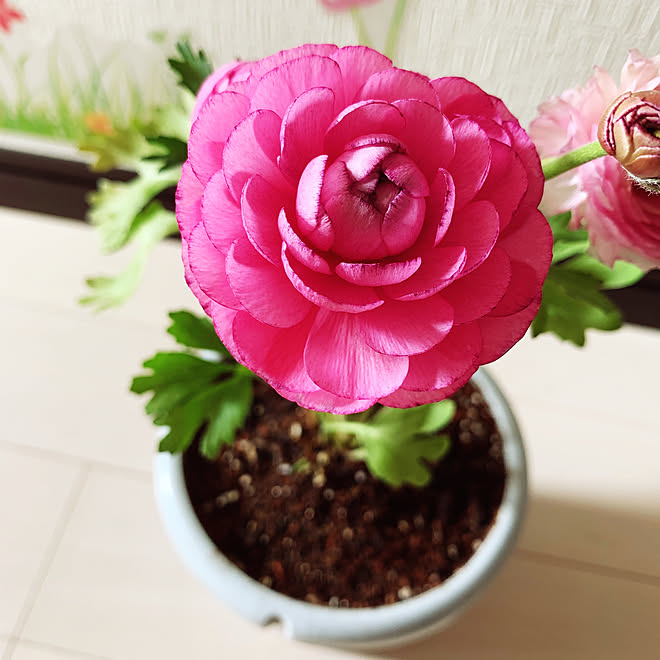 お花を育てるのが生きがい ガーデニング 部屋全体のインテリア実例 22 02 09 13 29 45 Roomclip ルームクリップ