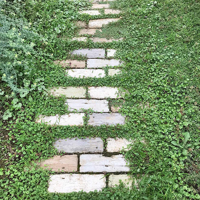 レンガの小道 グランドカバーを増やしたい ダイカンドラ ヒメイワダレソウ 庭 などのインテリア実例 21 09 16 21 31 02 Roomclip ルームクリップ