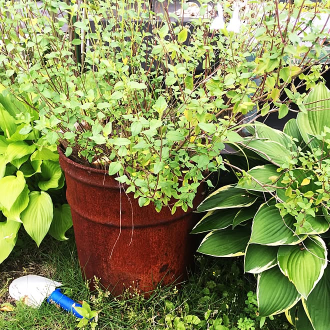 玄関/入り口/植物/多肉植物/ガーデニングのインテリア実例 - 2015-06-16 14:53:28