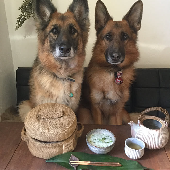 リビング 犬との生活 手作り ジャーマンシェパード Diy などのインテリア実例 19 01 07 14 47 17 Roomclip ルームクリップ