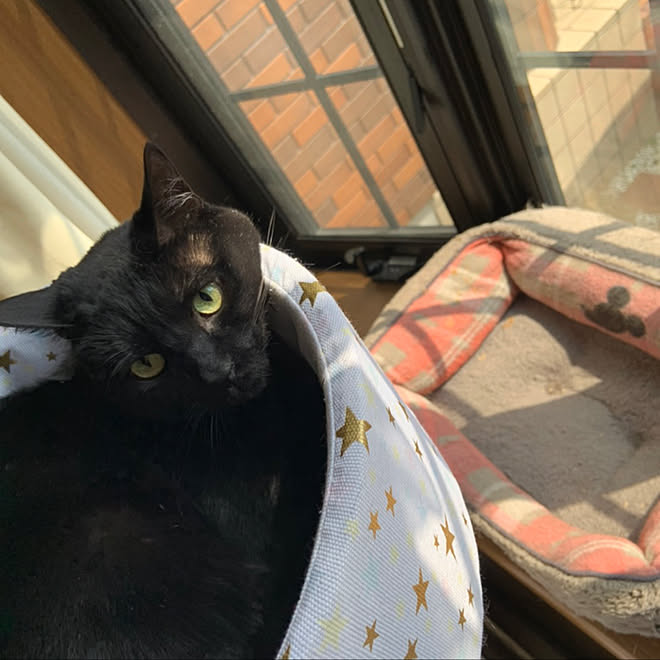 黒猫 くろた君 ピアノ室出窓 カタログ78 柱交換出来るよ などのインテリア実例 03 18 12 47 54 Roomclip ルームクリップ