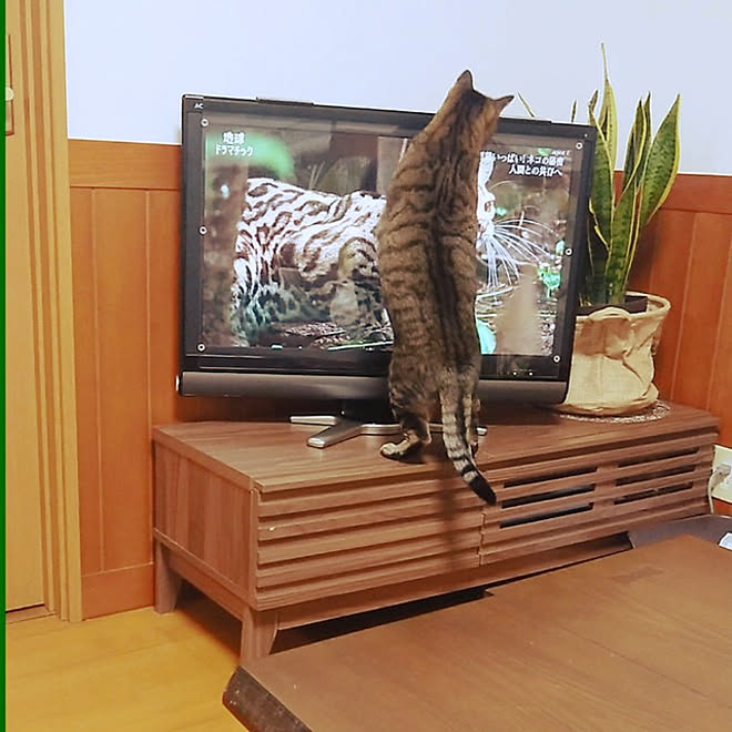 リビング/テーマのあるお部屋作り/一人暮らし/北欧/猫と暮らす&hellip;などのインテリア実例 20210220 193459