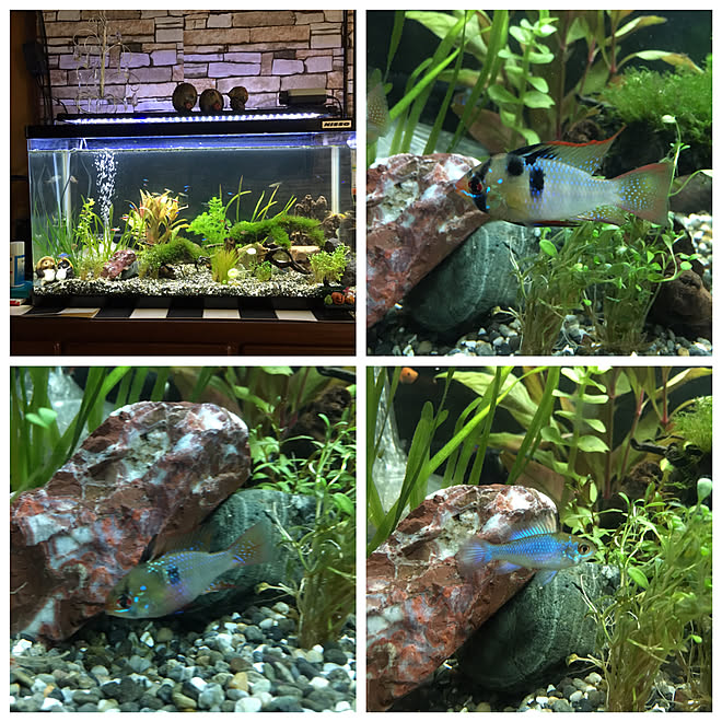 リビング やっと水質落ち着く 年間のブランク アクアリウムのある暮らし 熱帯魚水槽 などのインテリア実例 18 10 28 12 33 03 Roomclip ルームクリップ