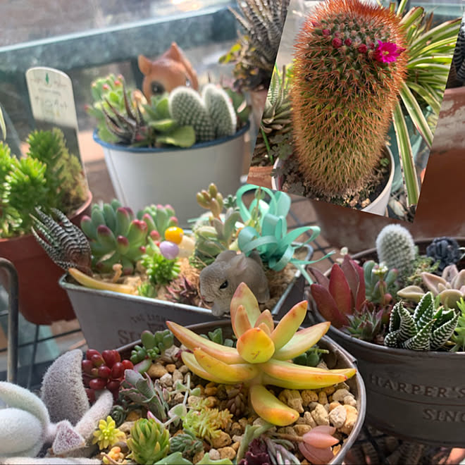 セリアのリメイク缶 サボテンの花咲きました サボテン 多肉 多肉植物初心者 多肉植物 などのインテリア実例 22 03 03 14 51 53 Roomclip ルームクリップ