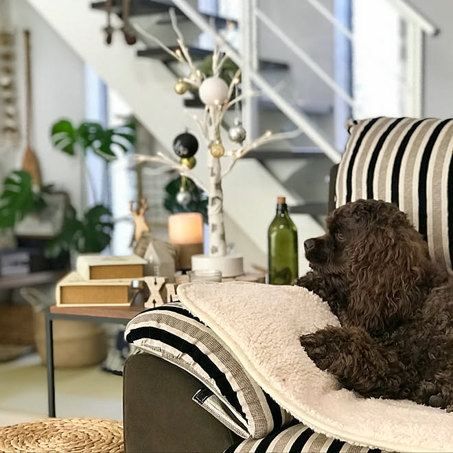 インスタと同じpic アメリカンコッカースパニエル いぬと暮らす クリスマス かっこいいも可愛いも好き などのインテリア実例 19 12 11 09 51 Roomclip ルームクリップ